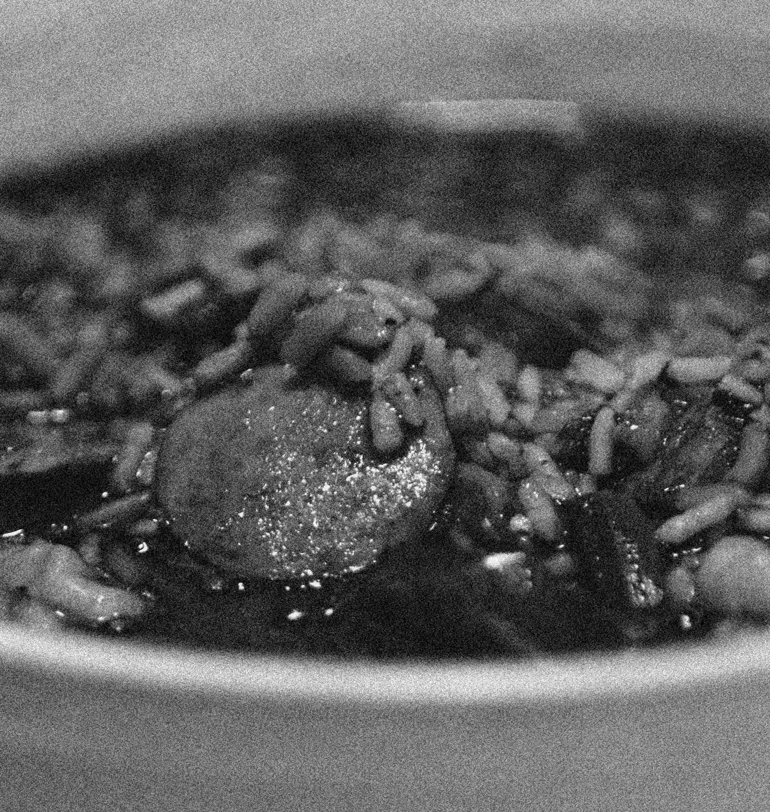 Grainy black-and-white close-up of a bowl of rice with a round slice of sausage in the middle.